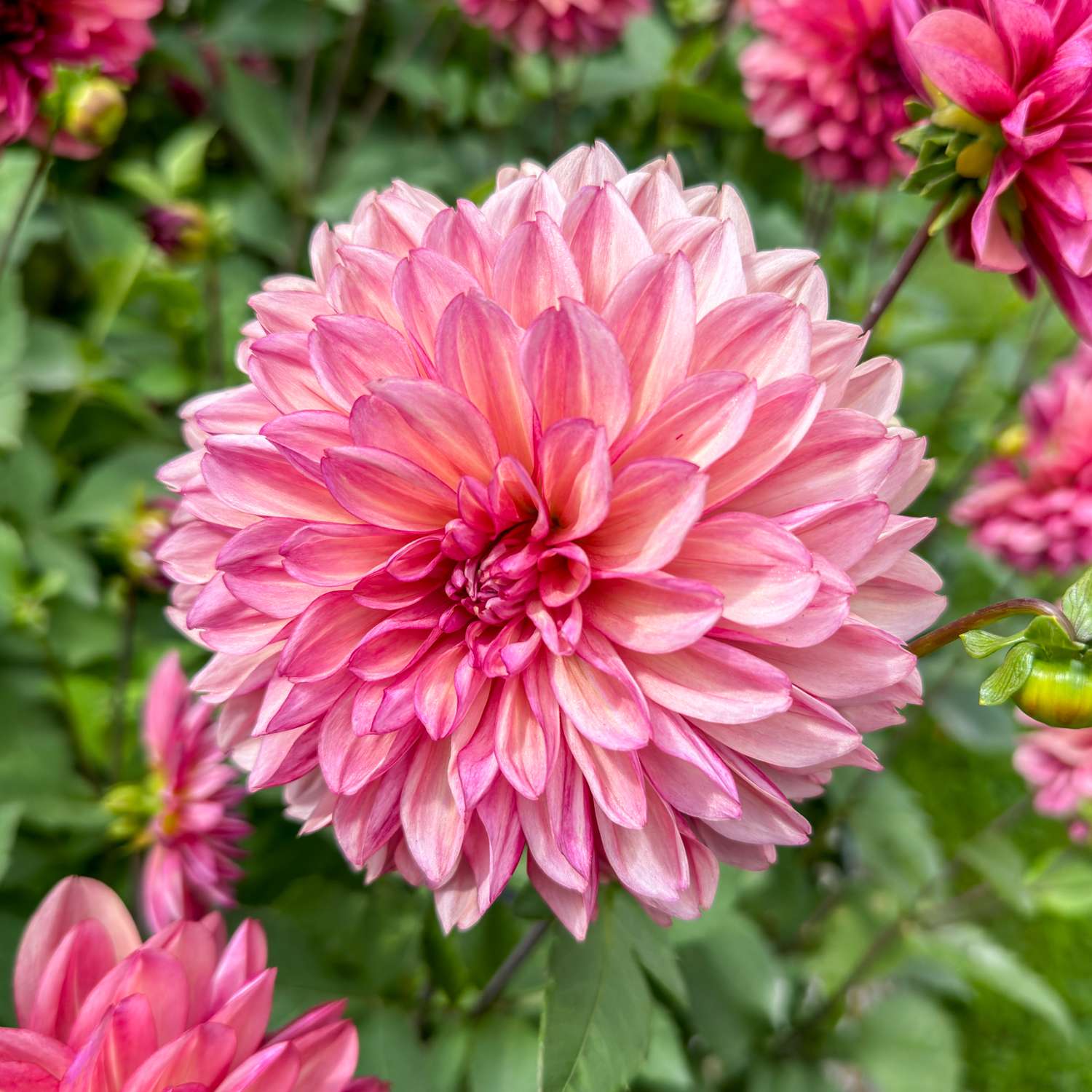 Daalia 'Bacardi'